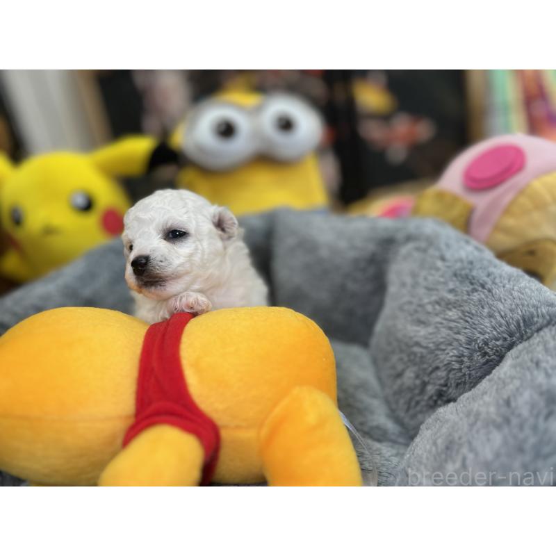 販売中の埼玉県のビションフリーゼ-427523の6枚目