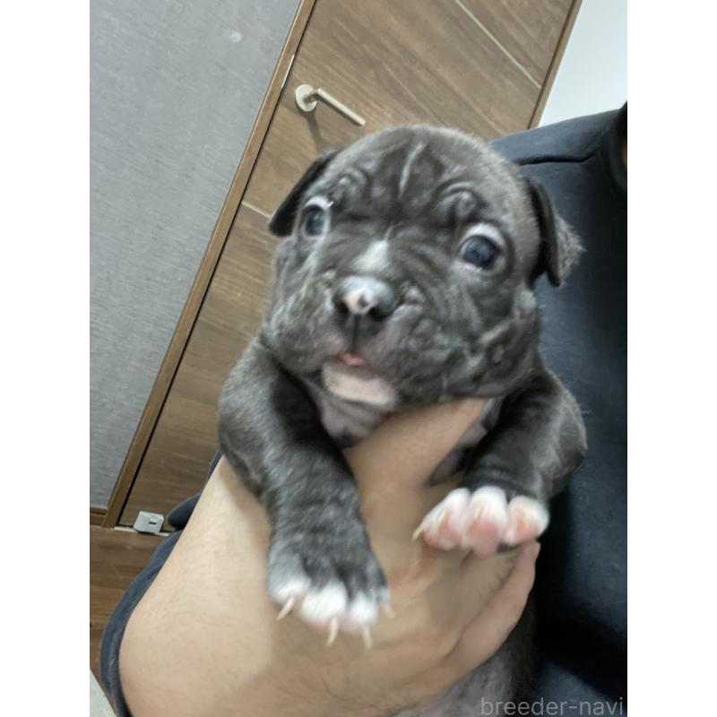 販売中の香川県のアメリカンブリー-423591の6枚目