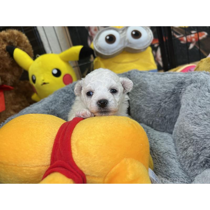 販売中の埼玉県のビションフリーゼ-427523の5枚目