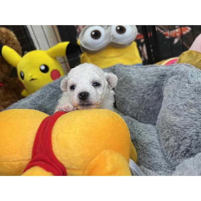 販売中の埼玉県のビションフリーゼ-427523の4枚目