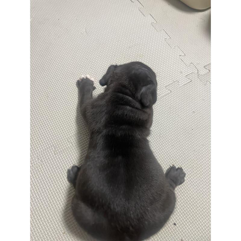 販売中の香川県のアメリカンブリー-423591の5枚目