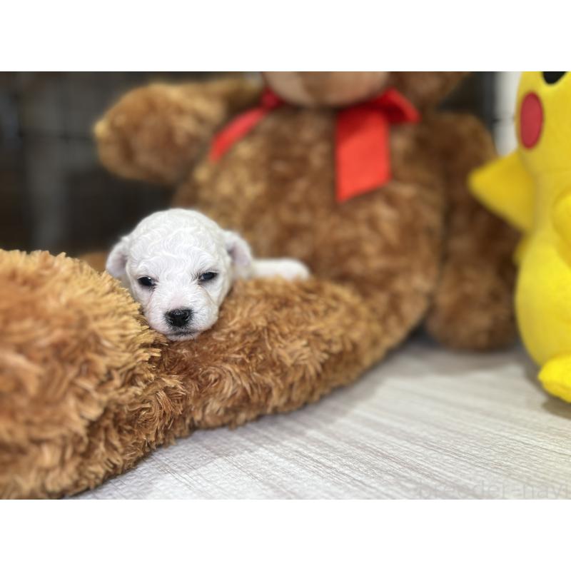 販売中の埼玉県のビションフリーゼ-427523の3枚目