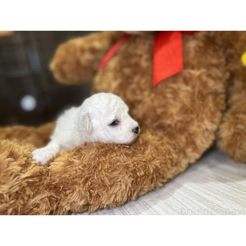 販売中の埼玉県のビションフリーゼ-427523の2枚目