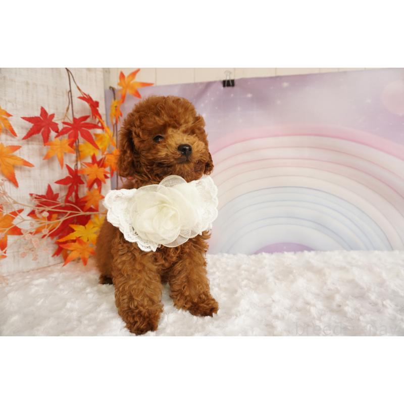 販売中の広島県のタイニープードル-427524の2枚目