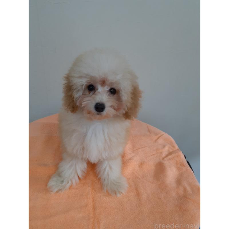 販売中の熊本県のトイプードル-418273の3枚目