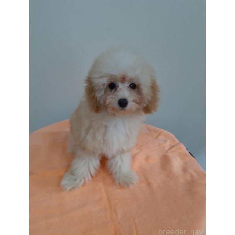 販売中の熊本県のトイプードル-418273の2枚目