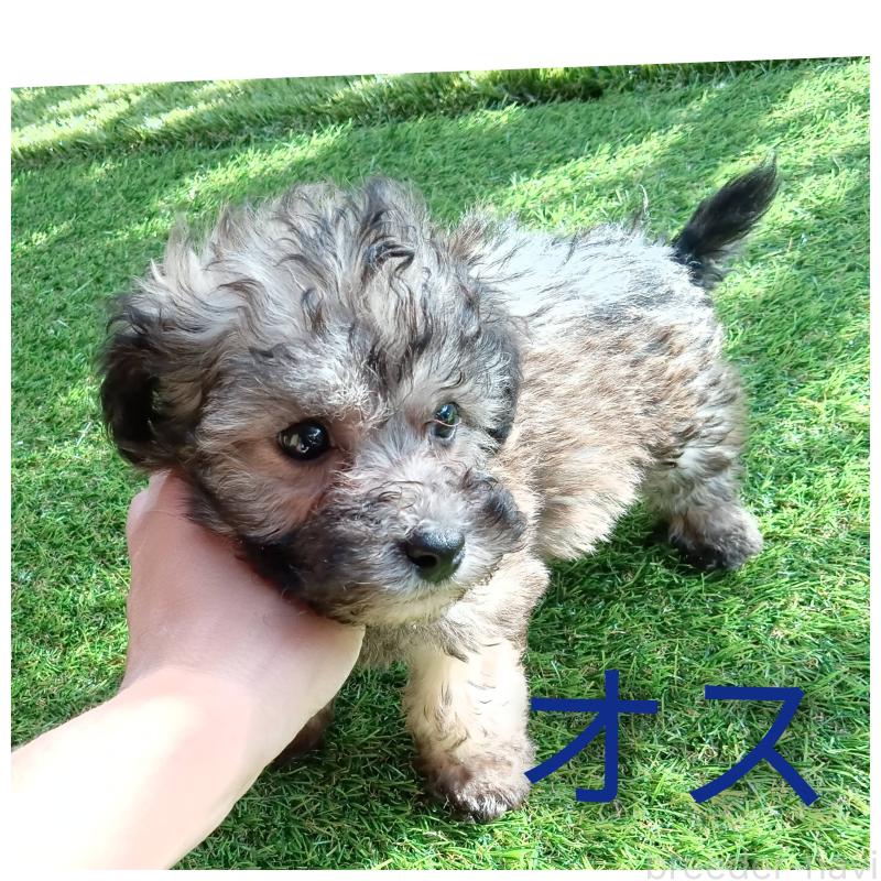 販売中の三重県のビションプー:ビションフリーゼ×トイプードル-427525