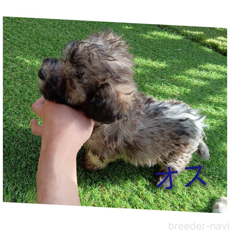 販売中の三重県のビションプー:ビションフリーゼ×トイプードル-427525の2枚目