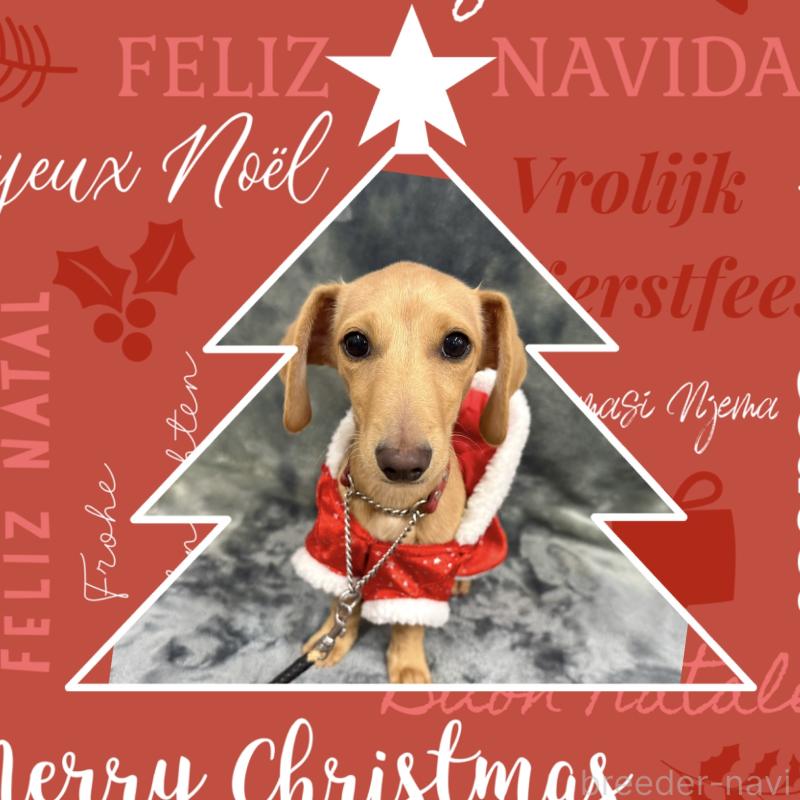 販売中の愛知県のミックス犬-410592