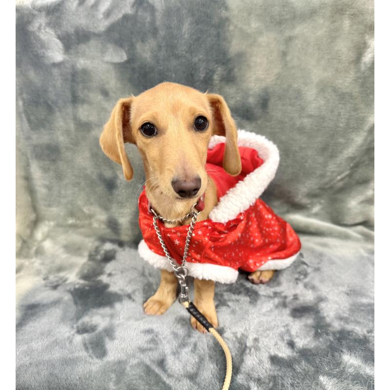 販売中の愛知県のミックス犬-410592の3枚目