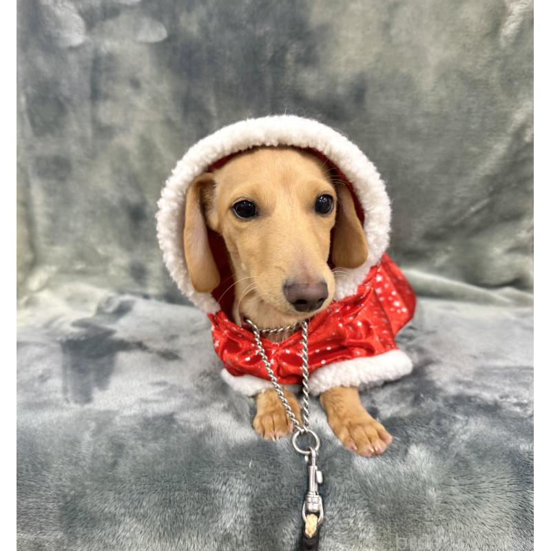 販売中の愛知県のミックス犬-410592の2枚目