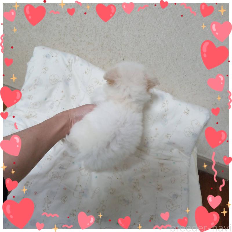 販売中の三重県のビションプー:ビションフリーゼ×トイプードル-427527の3枚目