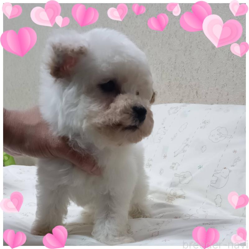 販売中の三重県のビションプー:ビションフリーゼ×トイプードル-427527の2枚目