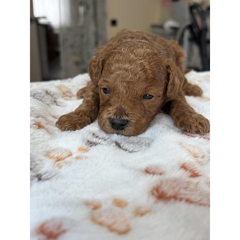 販売中の北海道のトイプードル-427526