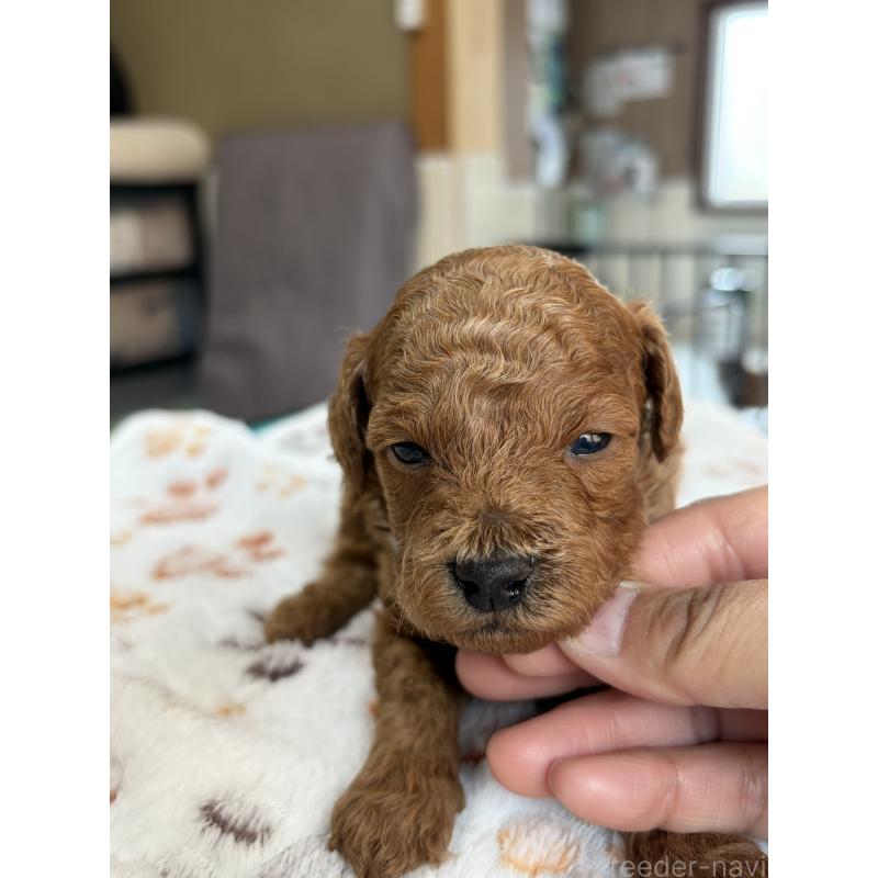 販売中の北海道のトイプードル-427526の4枚目