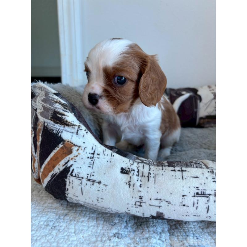 販売中の福岡県のキャバリアキングチャールズスパニエル-427529の3枚目