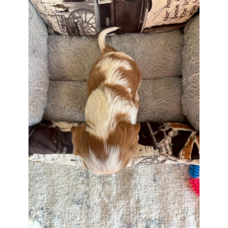 販売中の福岡県のキャバリアキングチャールズスパニエル-427529の2枚目