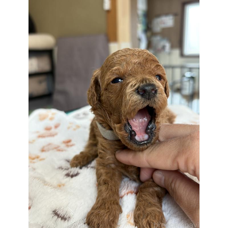 販売中の北海道のトイプードル-427526の3枚目