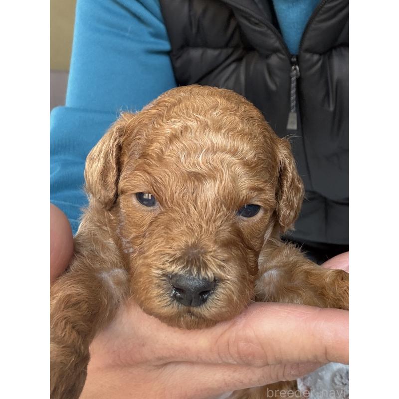 販売中の北海道のトイプードル-427526の2枚目