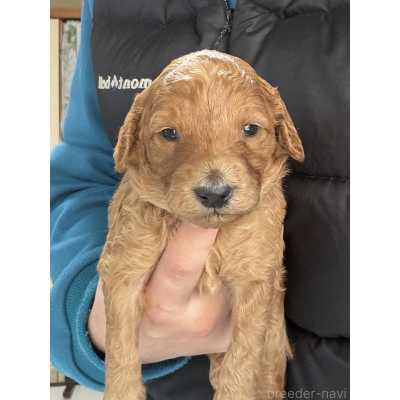 販売中の北海道のトイプードル-427528の1枚目