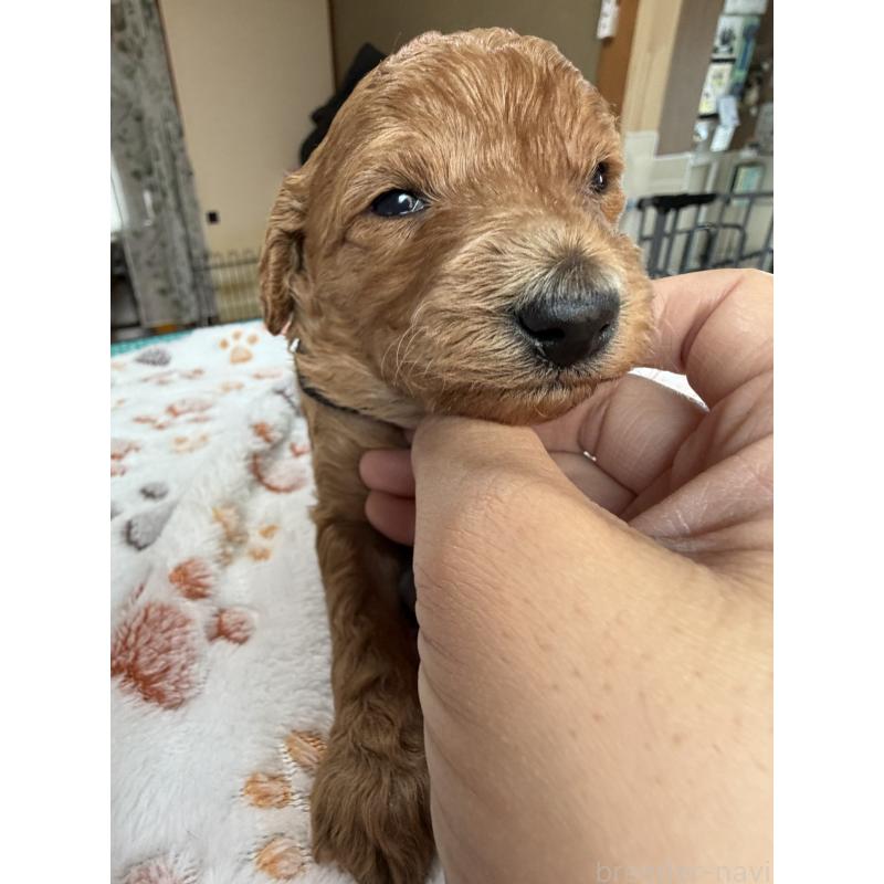 販売中の北海道のトイプードル-427528の4枚目