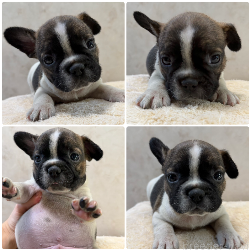 成約済の岡山県のフレンチブルドッグ-425920