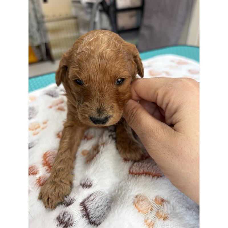 販売中の北海道のトイプードル-427528の3枚目