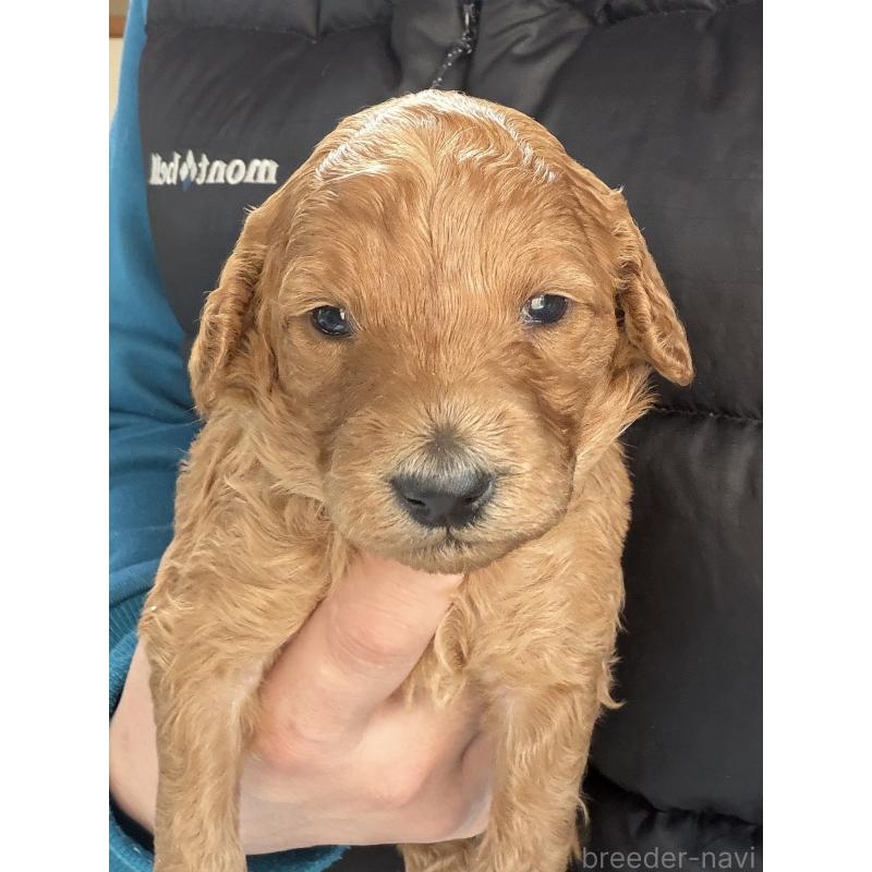 販売中の北海道のトイプードル-427528の2枚目