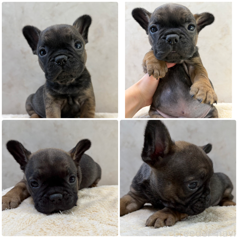 成約済の岡山県のフレンチブルドッグ-425923