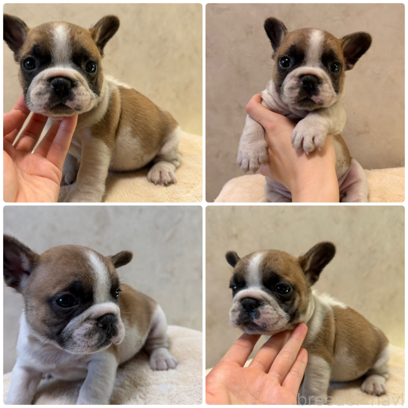 販売中の岡山県のフレンチブルドッグ-425917