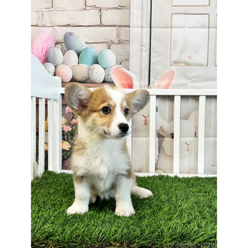 販売中の茨城県のウェルシュコーギーペンブローク-417419の4枚目