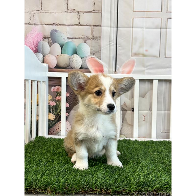 販売中の茨城県のウェルシュコーギーペンブローク-417419の3枚目