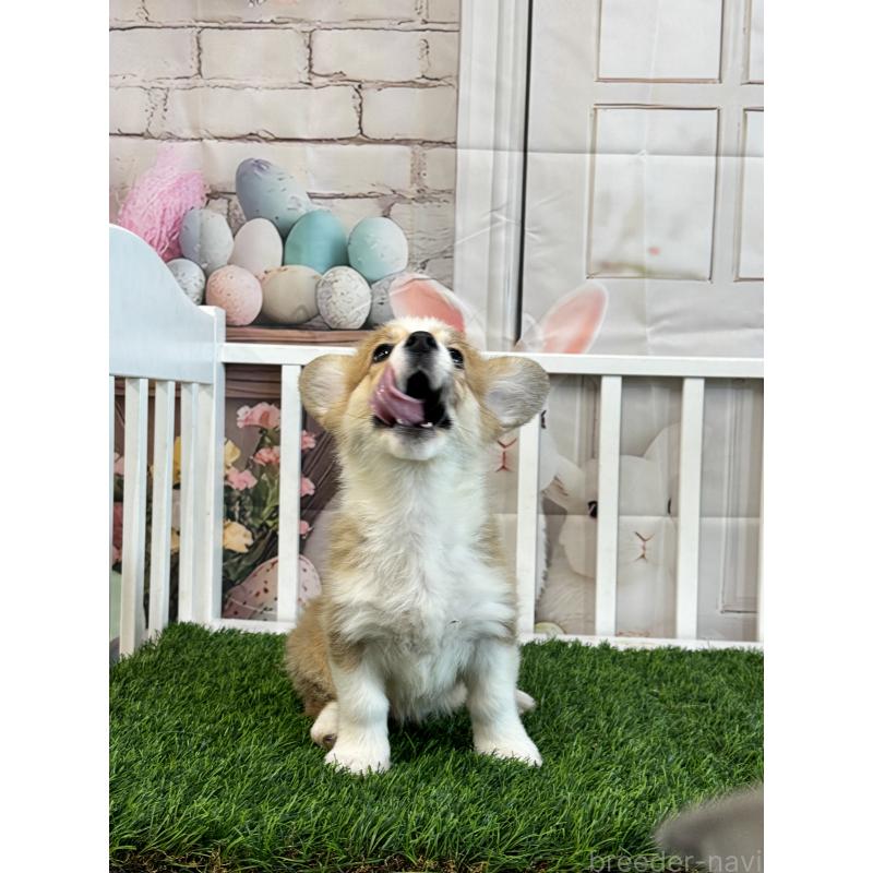 販売中の茨城県のウェルシュコーギーペンブローク-417419の2枚目