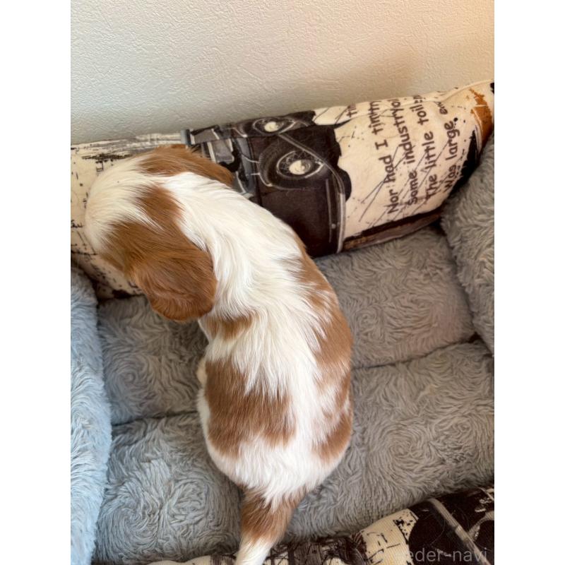 販売中の福岡県のキャバリアキングチャールズスパニエル-427530の3枚目