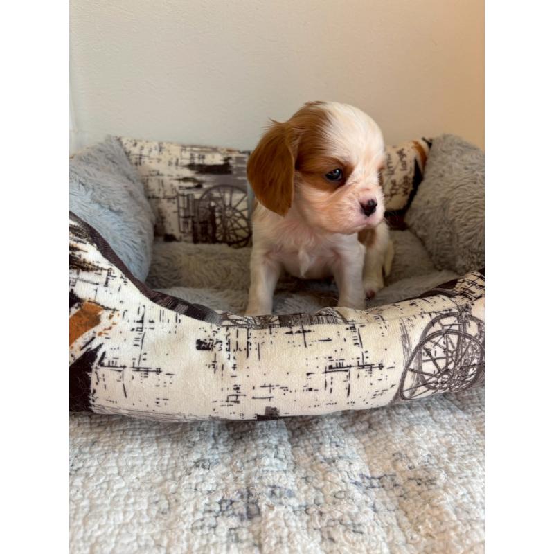 販売中の福岡県のキャバリアキングチャールズスパニエル-427530の2枚目