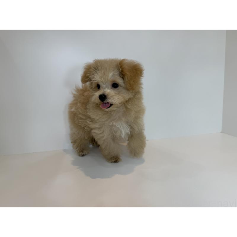 成約済の山口県のマルプー:マルチーズ×トイプードル-415840の3枚目