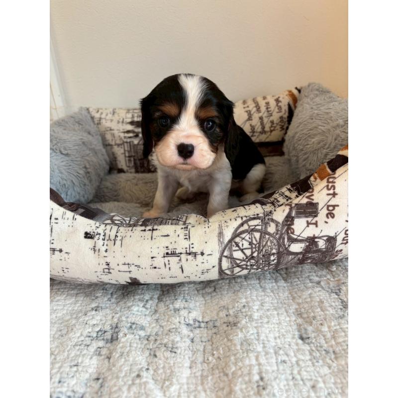 販売中の福岡県のキャバリアキングチャールズスパニエル-427534の3枚目