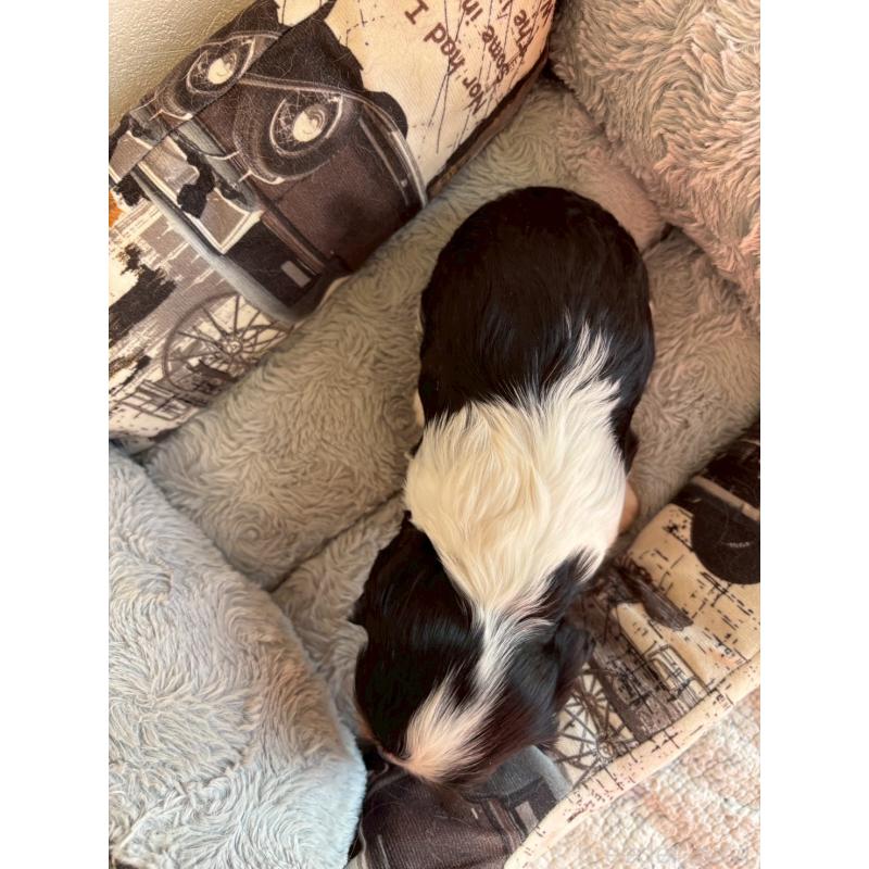 販売中の福岡県のキャバリアキングチャールズスパニエル-427534の2枚目