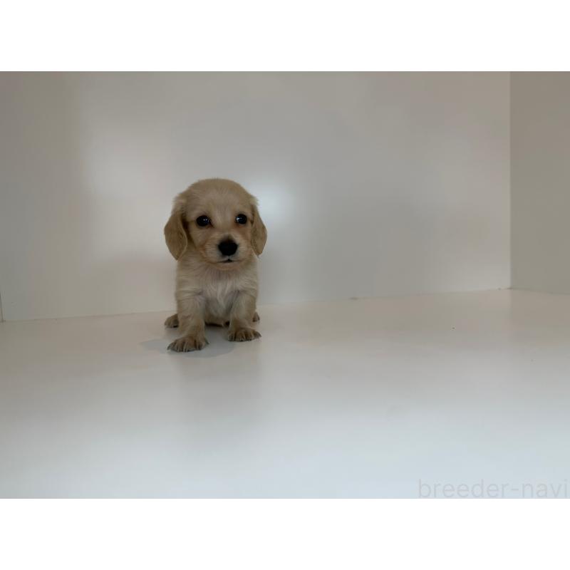 販売中の山口県のミニチュアダックスフンド(ロングヘアード)-427531の3枚目