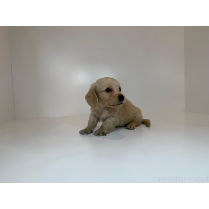 販売中の山口県のミニチュアダックスフンド(ロングヘアード)-427531の2枚目