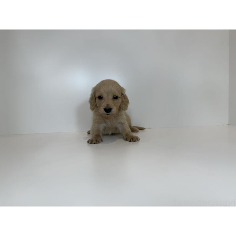 販売中の山口県のミニチュアダックスフンド(ロングヘアード)-427532の3枚目