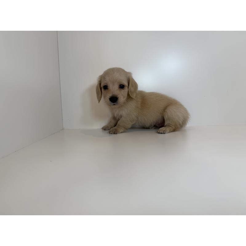 販売中の山口県のミニチュアダックスフンド(ロングヘアード)-427533の3枚目