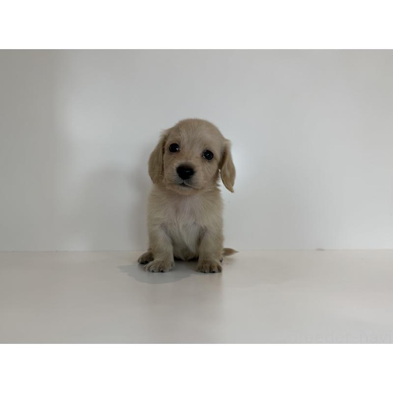 販売中の山口県のミニチュアダックスフンド(ロングヘアード)-427533の2枚目