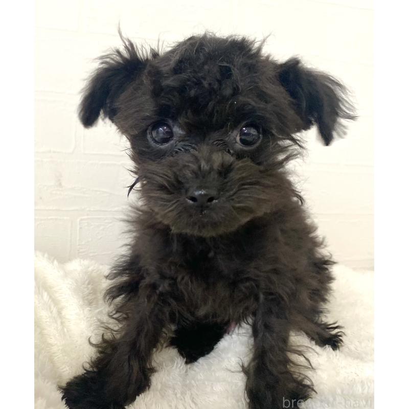 販売中の静岡県のチワプー:チワワ×トイプードル-420512の3枚目