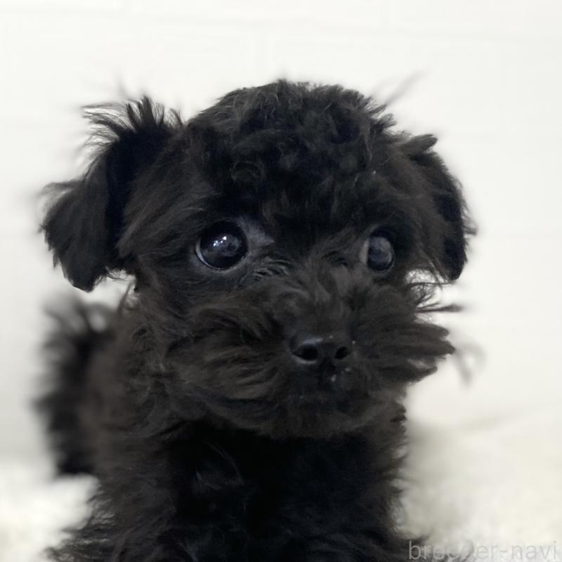 販売中の静岡県のチワプー:チワワ×トイプードル-420512の2枚目