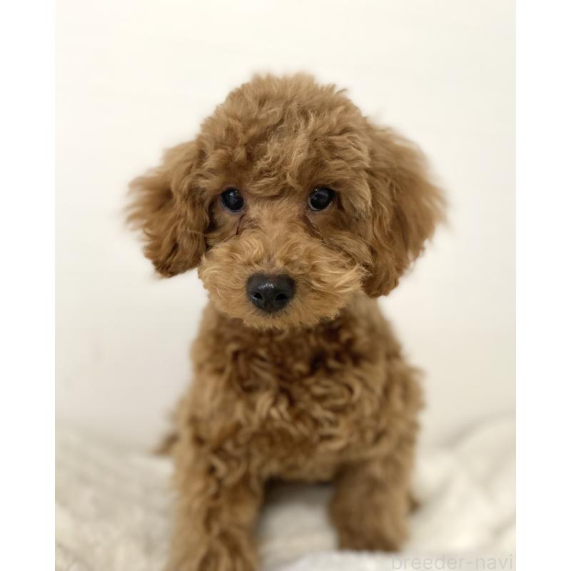 成約済の静岡県のトイプードル-420818の3枚目