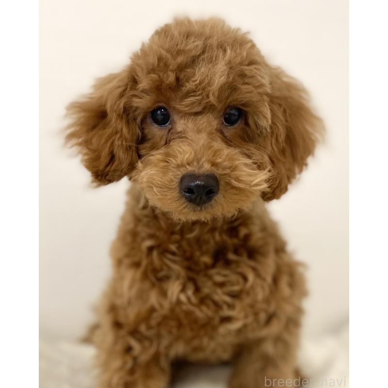 成約済の静岡県のトイプードル-420818の2枚目