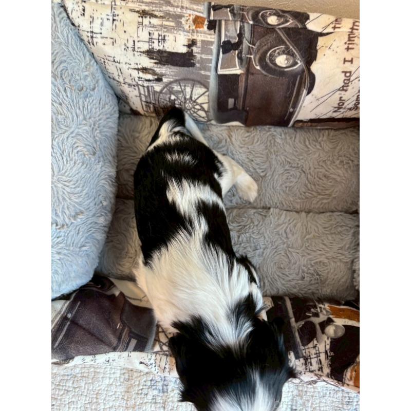 販売中の福岡県のキャバリアキングチャールズスパニエル-427536の3枚目