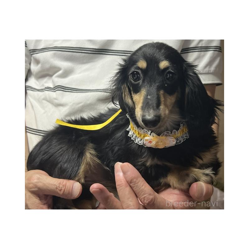 成約済の福岡県のミニチュアダックスフンド(ロングヘアード)-392610の3枚目