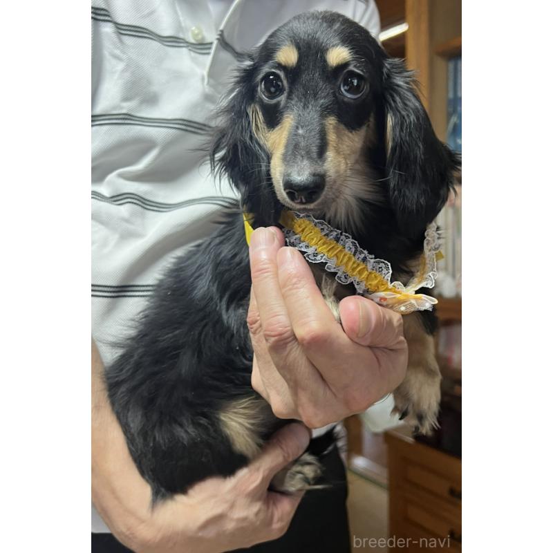 成約済の福岡県のミニチュアダックスフンド(ロングヘアード)-392610の2枚目